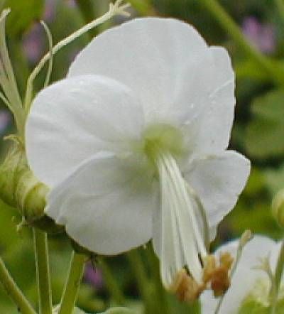 Geranium macrorrhizum 'Snow Sprite'