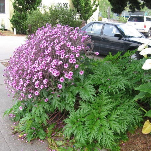 Geranium maderense