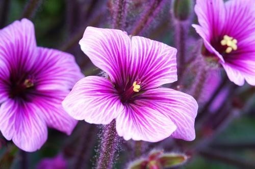 Geranium maderense
