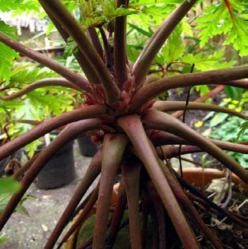 Geranium maderense