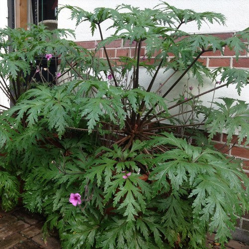 Geranium maderense