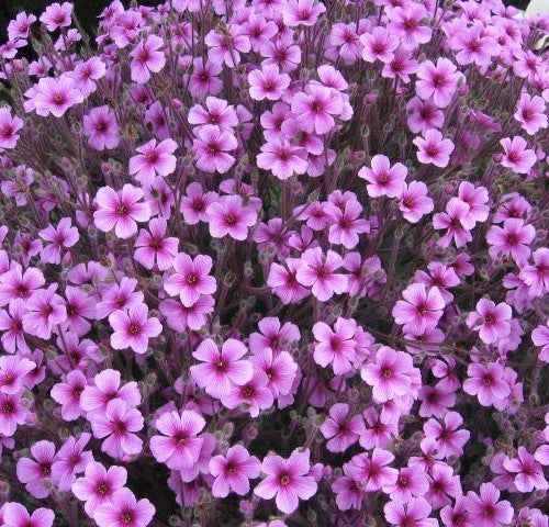 Geranium maderense