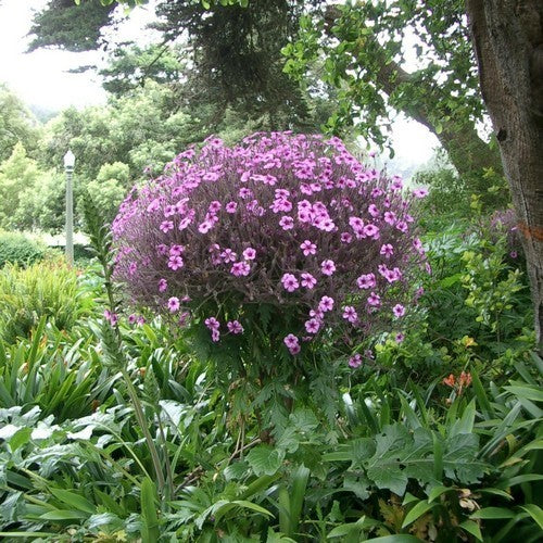 Geranium maderense