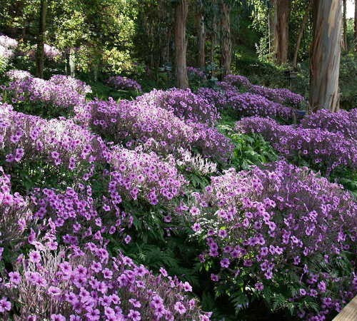 Geranium maderense