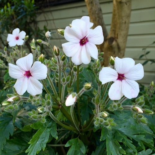 Geranium maderense 'Guernsey White'