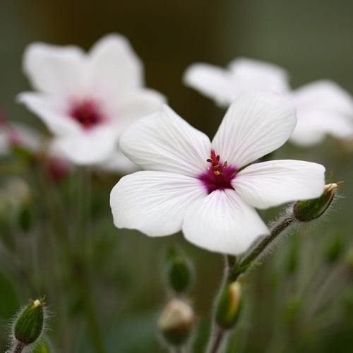 Geranium maderense 'Guernsey White'