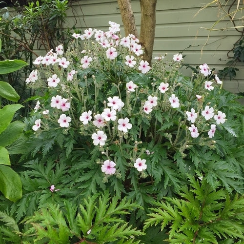 Geranium maderense 'Guernsey White'
