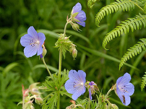 Geranium pratense