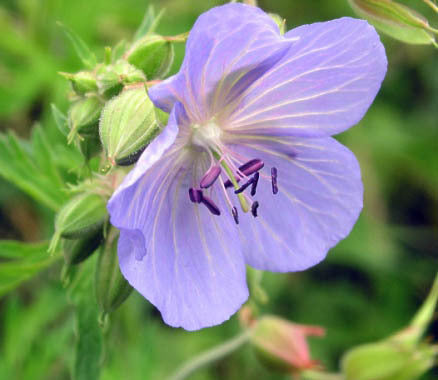 Geranium pratense
