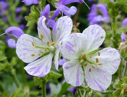 Geranium pratense 'Blue Splish Splash' / 'Striatum'