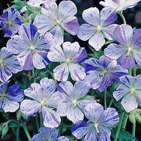 Geranium pratense 'Blue Splish Splash' / 'Striatum'