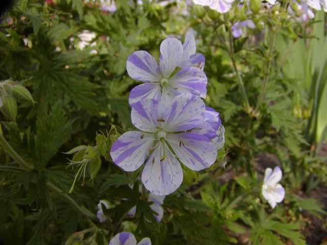 Geranium pratense 'Blue Splish Splash' / 'Striatum'
