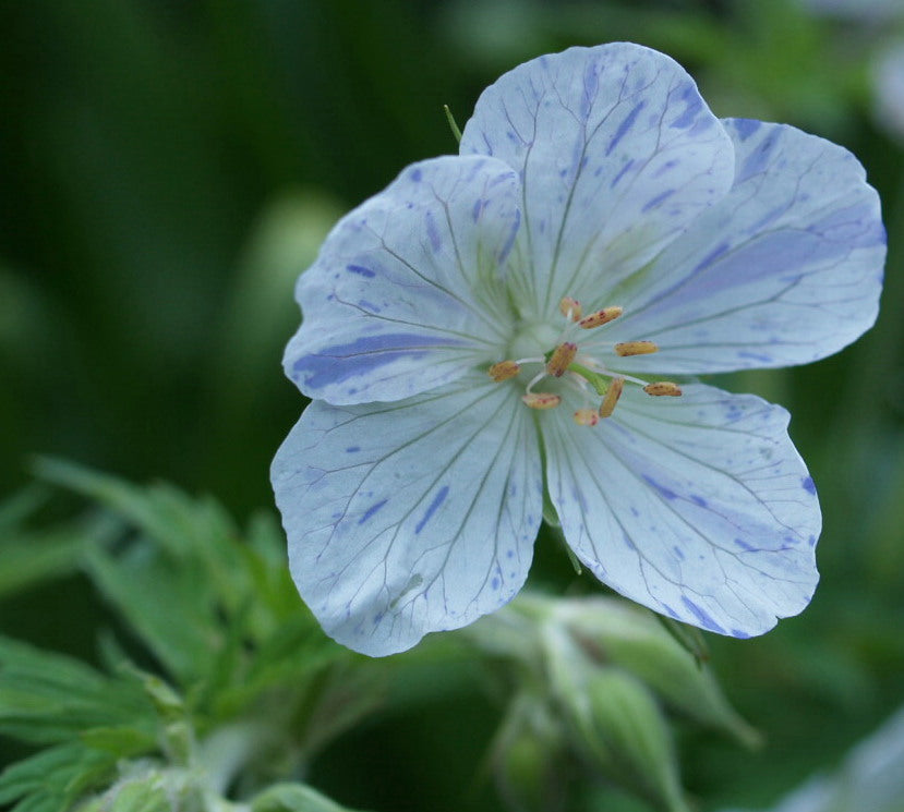 Geranium pratense 'Blue Splish Splash' / 'Striatum'