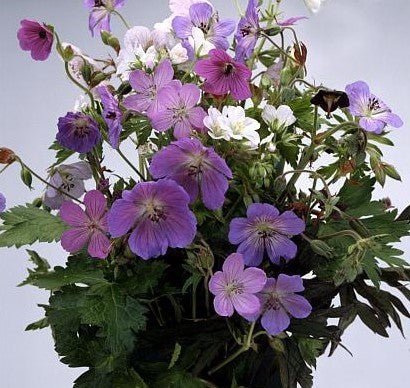 Geranium pratense 'Mixed'
