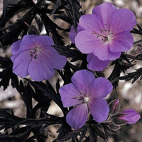 Geranium pratense 'Purple Haze'