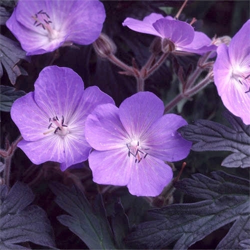 Geranium pratense 'Purple Haze'