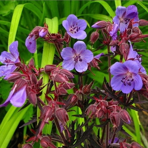 Geranium pratense 'Purple Haze'