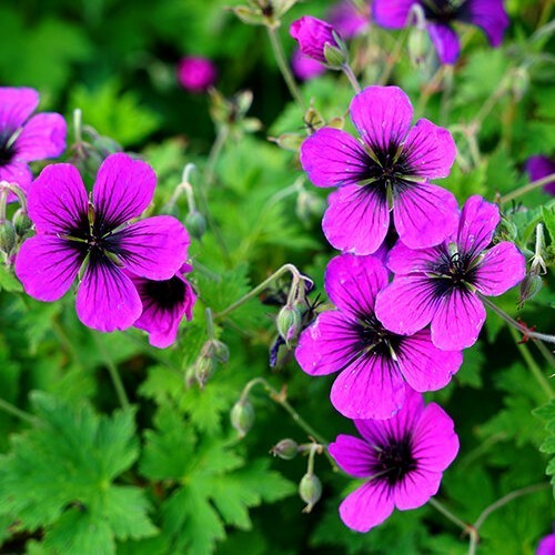 Geranium psilostemon