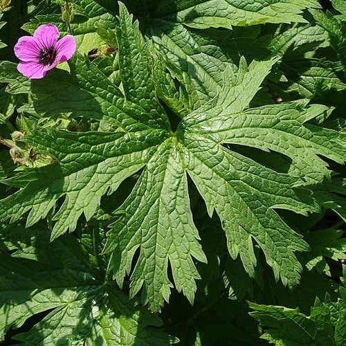 Geranium psilostemon