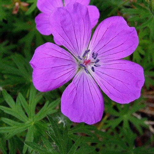Geranium sanguineum 'Vision'