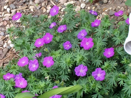 Geranium sanguineum 'Vision'