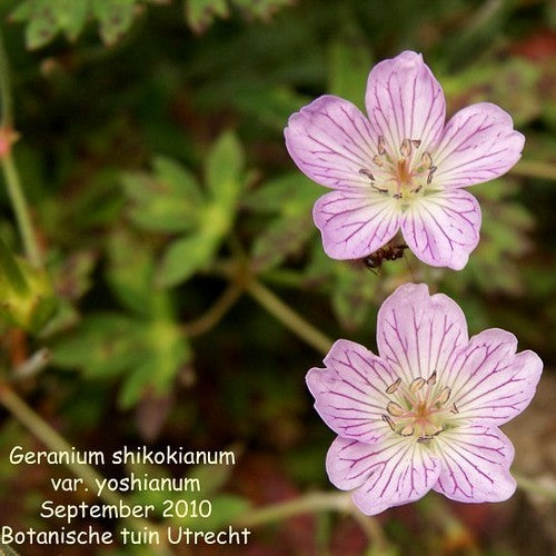 Geranium shikokianum var. yoshianum
