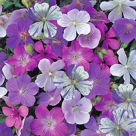 Geranium species 'Reflections' (Mixed)