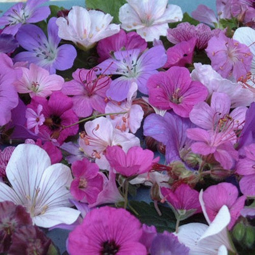 Geranium species 'Reflections' (Mixed)