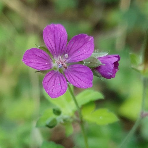 Geranium yoshinoi