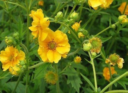 Geum chiloense 'Lady Stratheden'