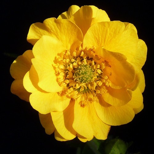 Geum chiloense 'Lady Stratheden'
