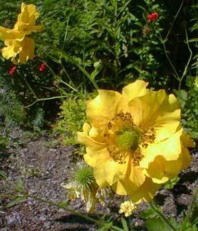 Geum chiloense 'Lady Stratheden'