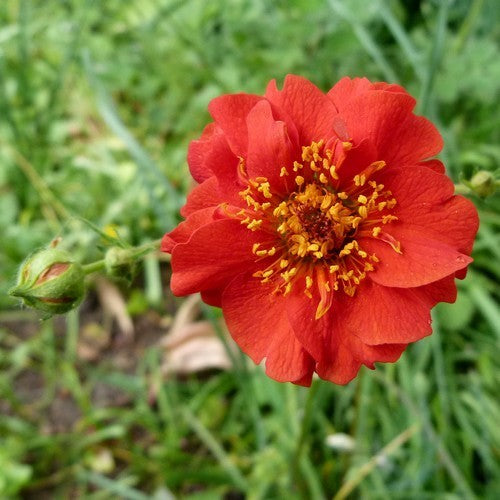 Geum chiloense 'Mrs. Bradshaw Improved'