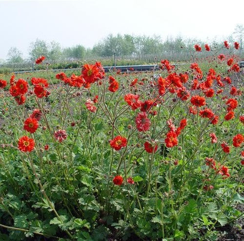 Geum chiloense 'Mrs. Bradshaw Improved'