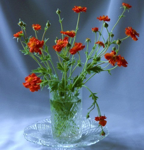 Geum chiloense 'Mrs. Bradshaw Improved'