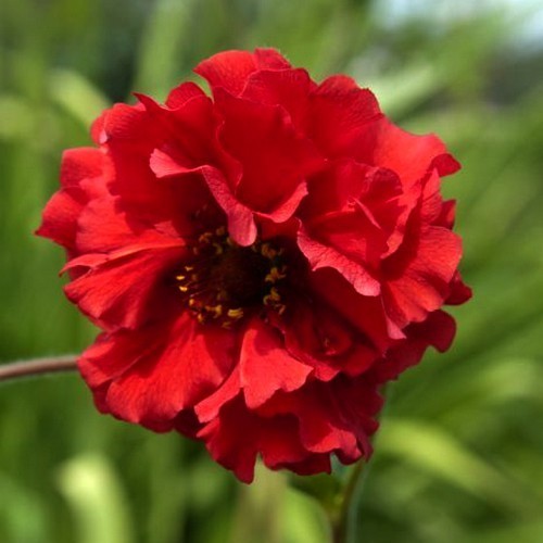 Geum chiloense 'Red Dragon'