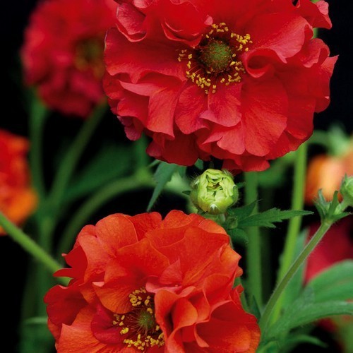 Geum chiloense 'Red Dragon'