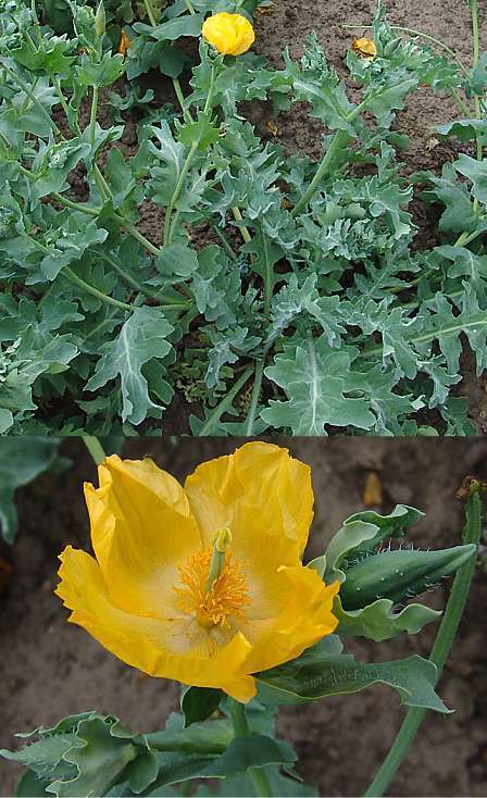 Glaucium flavum