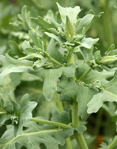 Glaucium flavum