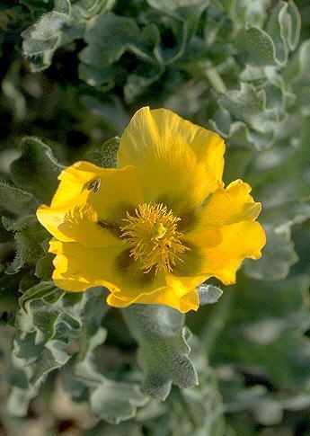 Glaucium flavum