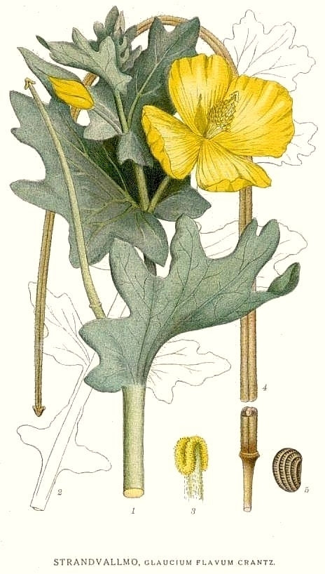 Glaucium flavum
