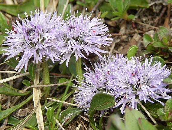 Globularia cordifolia