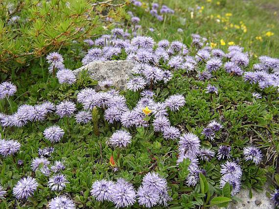 Globularia cordifolia