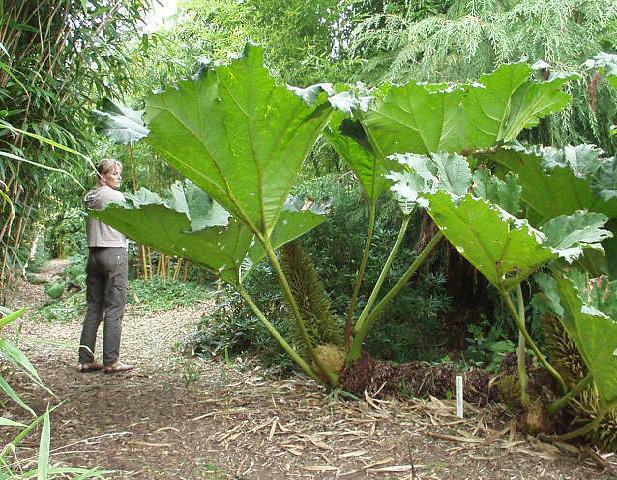 Gunnera manicata