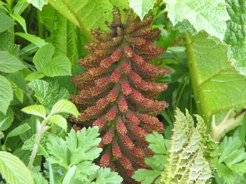 Gunnera manicata