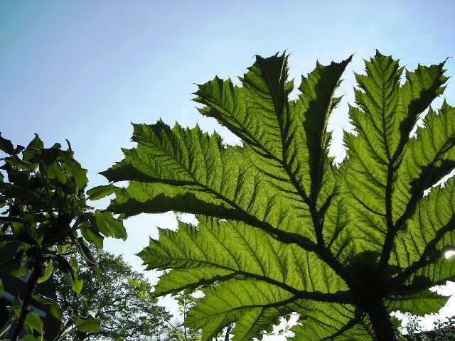 Gunnera manicata