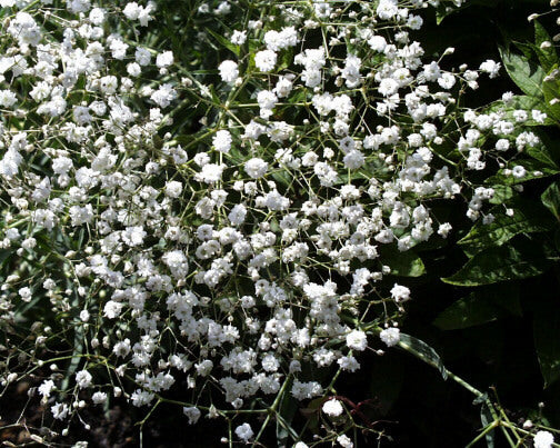 Gypsophila paniculata 'Snow Flake'