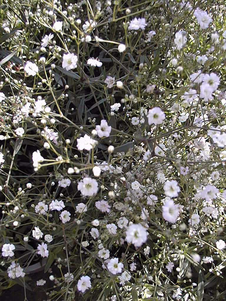 Gypsophila paniculata 'Snow Flake'
