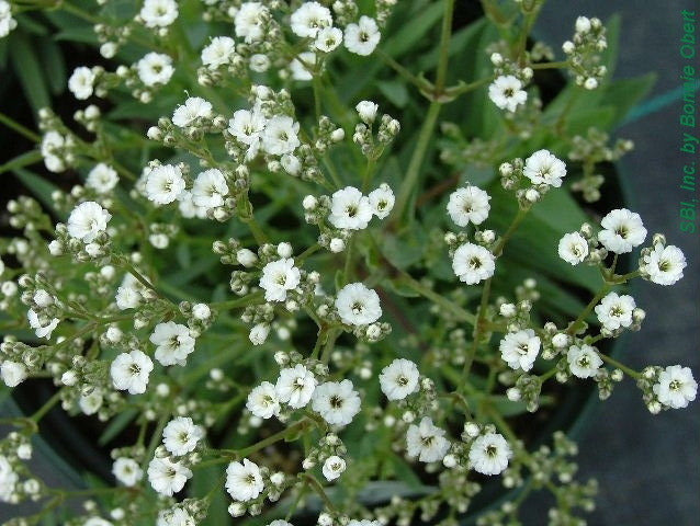 Gypsophila paniculata 'Snow Flake'