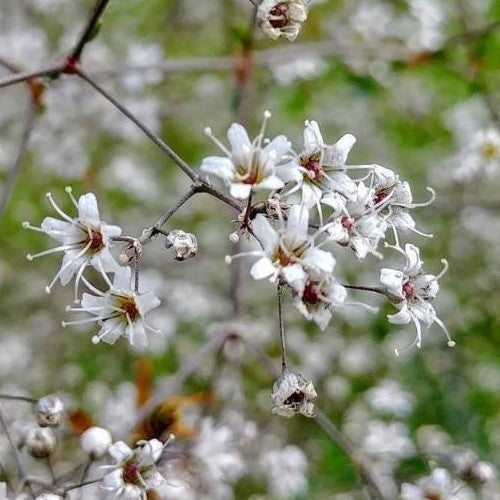 Gypsophila paniculata 'Single White'